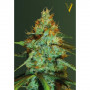Cannabis seeds ORIGINAL LIMONADE SKUNK from Victory Seeds at Smartshop-smartshop.ua®