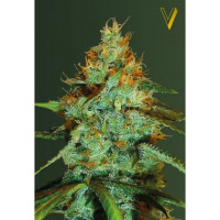 ORIGINAL LIMON SKUNK - Victory Seeds