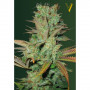 Cannabis seeds SEEMANGO from Victory Seeds at Smartshop-smartshop.ua®