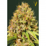 Cannabis seeds SUPER MAZAR from Victory Seeds at Smartshop-smartshop.ua®