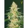 Cannabis seeds SUPER EXTRA SKUNK from Victory Seeds at Smartshop-smartshop.ua®