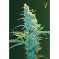ULTRA POWER PLANT - Victory Seeds
