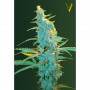 Cannabis seeds ULTRA POWER PLANT from Victory Seeds at Smartshop-smartshop.ua®