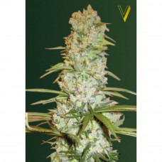 RED RUSSIAN XXL - Victory Seeds