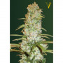 Семена конопли RED RUSSIAN XXL от Victory Seeds в Smartshop-smartshop.ua®