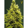 Cannabis seeds WHITE WIDOW from Victory Seeds at Smartshop-smartshop.ua®