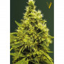 Насіння конопель WHITE WIDOW від Victory Seeds у Smartshop-smartshop.ua®