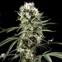 Семена конопли Auto Super Lemon Haze Feminised Silver от Error Seeds - Smartshop-smartshop.ua®