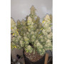 Семена каннабиса Z Auto (Zkittlez Auto)