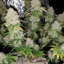 Семена каннабиса West Coast O.G. Auto