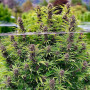 Семена конопли Frisian Dew Feminised Silver от Error Seeds в Smartshop-smartshop.ua®
