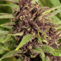 Семена конопли Frisian Dew Feminised Silver от Error Seeds в Smartshop-smartshop.ua®