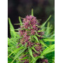 Семена конопли Frisian Dew Feminised Silver от Error Seeds в Smartshop-smartshop.ua®