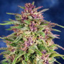 Семена конопли Frisian Dew Feminised Silver от Error Seeds в Smartshop-smartshop.ua®