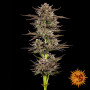 Семена каннабиса Frosted Zinn Auto x 3 Bears Auto