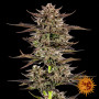 Семена каннабиса Frosted Zinn Auto x 3 Bears Auto