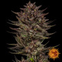 Семена каннабиса Frosted Zinn x Cookie Dog Auto