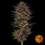 Семена каннабиса Frosted Zinn x Cookie Dog Auto