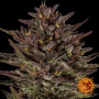 Семена каннабиса Thin Mint x Sour Pinot Auto