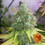 Cannabis seeds G13 HAZE from Barney's Farm at Smartshop-smartshop.ua®