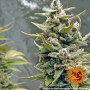 Cannabis seeds G13 HAZE from Barney's Farm at Smartshop-smartshop.ua®