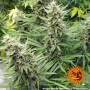 Cannabis seeds G13 HAZE from Barney's Farm at Smartshop-smartshop.ua®