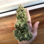 Семена конопли Gagarin от Marley Seedbank - Smartshop-smartshop.ua®