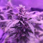 Семена конопли Gagarin от Marley Seedbank - Smartshop-smartshop.ua®