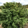 Семена конопли Gagarin от Marley Seedbank - Smartshop-smartshop.ua®