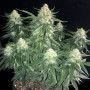 Семена конопли Gelato Feminised Gold от Error Seeds - Smartshop-smartshop.ua®
