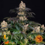 Cannabis seeds GELATO from Barney's Farm at Smartshop-smartshop.ua®