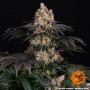 Cannabis seeds GELATO from Barney's Farm at Smartshop-smartshop.ua®