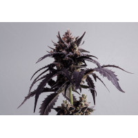 Ginger Punch Auto
