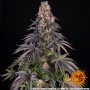 Cannabis seeds GIRL SCOUT COOKIES from Barney's Farm at Smartshop-smartshop.ua®