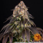 Cannabis seeds LEMON DRIZZLE from Barney's Farm at Smartshop-smartshop.ua®