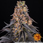 Cannabis seeds GIRL SCOUT COOKIES from Barney's Farm at Smartshop-smartshop.ua®