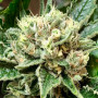 Семена конопли Gelato Feminised Gold от Error Seeds - Smartshop-smartshop.ua®