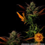 Cannabis seeds GLUE GELATO AUTO from Barney's Farm at Smartshop-smartshop.ua®