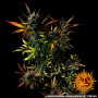 Cannabis seeds GLUE GELATO AUTO from Barney's Farm at Smartshop-smartshop.ua®