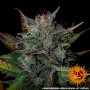 Cannabis seeds GLUE GELATO AUTO from Barney's Farm at Smartshop-smartshop.ua®