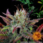 Cannabis seeds GLUE GELATO AUTO from Barney's Farm at Smartshop-smartshop.ua®