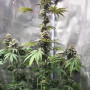 Насіння конопель GMO x Animal Cookies Feminised Silver від Error Seeds - Smartshop-smartshop.ua®