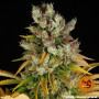 Cannabis seeds GMO from Barney's Farm at Smartshop-smartshop.ua®