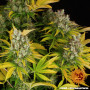 Cannabis seeds GMO from Barney's Farm at Smartshop-smartshop.ua®