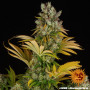 Cannabis seeds GMO from Barney's Farm at Smartshop-smartshop.ua®