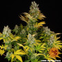 Cannabis seeds GMO from Barney's Farm at Smartshop-smartshop.ua®