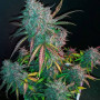 Семена конопли Gorilla #5 от Marley Seedbank - Smartshop-smartshop.ua®