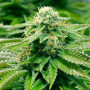 Насіння конопель Gorilla Breath x Purple Thai Feminised Silver від Error Seeds - Smartshop-smartshop.ua®