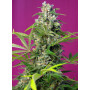 Cannabis seed variety GORILLA GIRL®