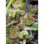 Cannabis seed variety GORILLA GIRL®